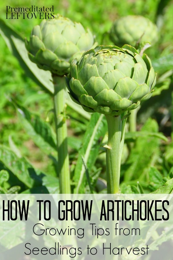 How to Grow Artichokes - Tips for growing artichokes from seedling to harvest.