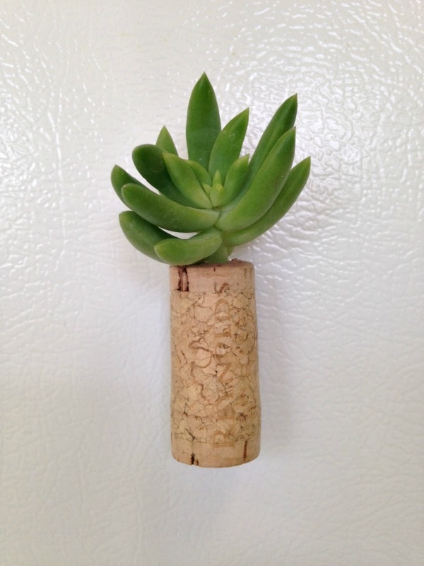 Magnetic Wine Cork Planter for Succulents