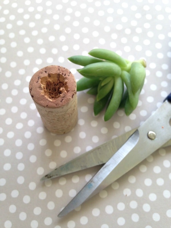 How to Make Magnetic Wine Cork Planters for Succulents