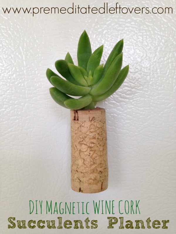 DIY Magnetic Wine Cork Planters for Succulents - Tutorial for making magnetic wine cork plants to start succulent plants on your refrigerator!