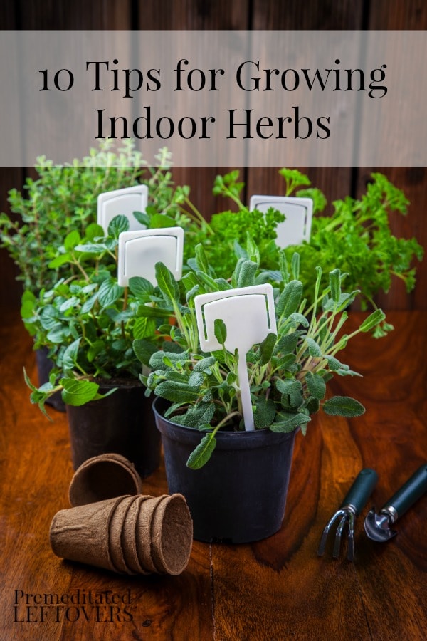 10 Tips for Growing Indoor Herbs