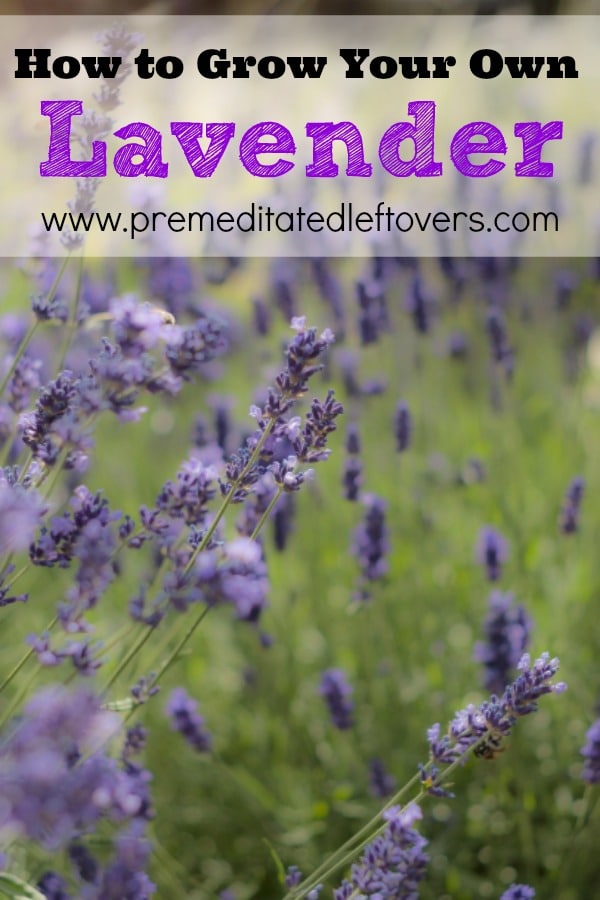 How to Grow Lavender, including how to plant lavender seedlings, how to plant lavender in containers, how to care for lavender, and how to harvest lavender.