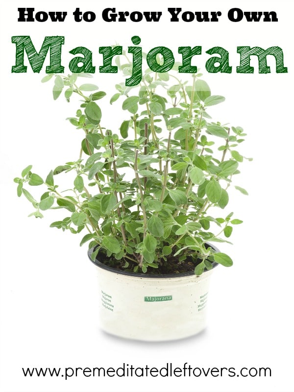 How to Grow Marjoram, including how to grow marjoram from seedlings, how to grow marjoram in containers, and how to harvest marjoram.