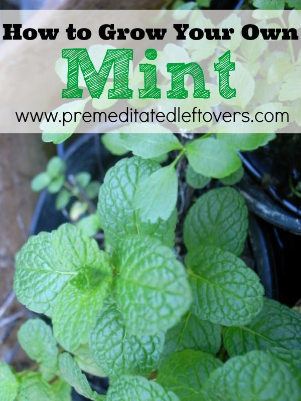 How to Grow Mint, including how to plant mint seeds and seedlings, how to plant mint in containers, and how to care for mint seeds and seedlings.