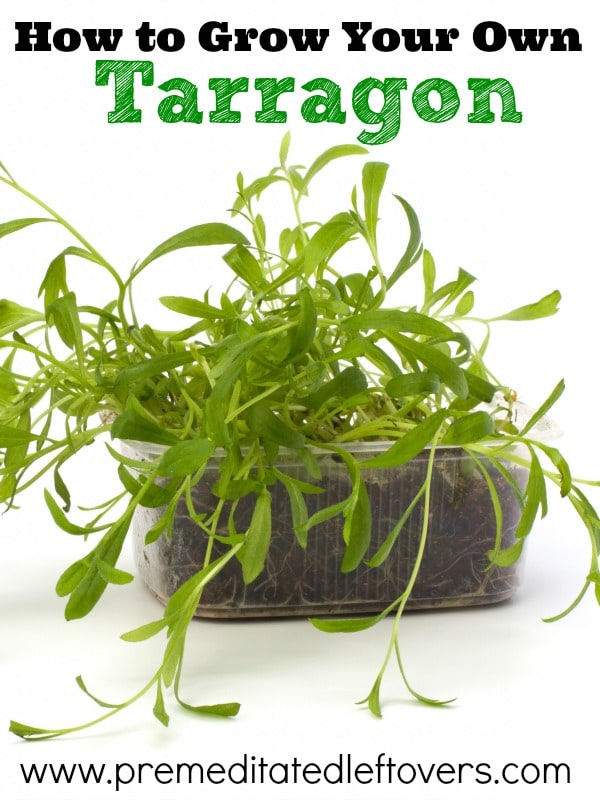 How to Grow Tarragon, including how to plant tarragon seeds and seedlings, how to plant tarragon in containers, and how to care for tarragon seedlings.