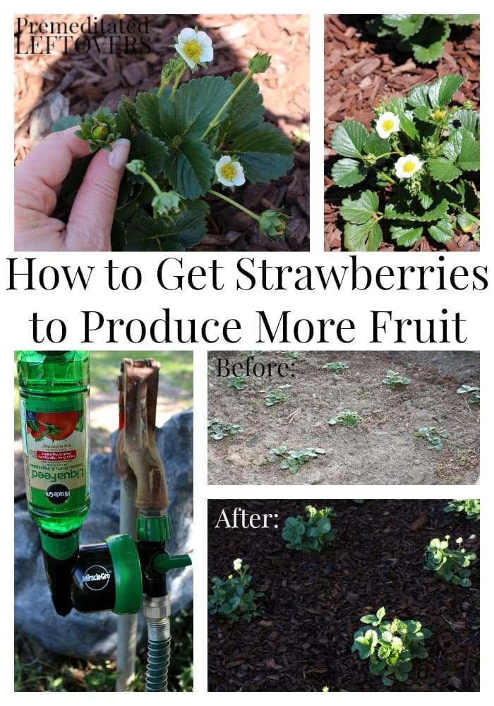 How to Get Strawberries to Produce More Fruit - tips for making your strawberries produce more flowers and more fruit to increase your harvest.