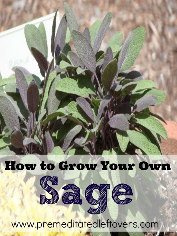How to Grow Sage, including how to plant sage seedlings, how to plant sage in a container, how to care for sage plants, and how to harvest sage.