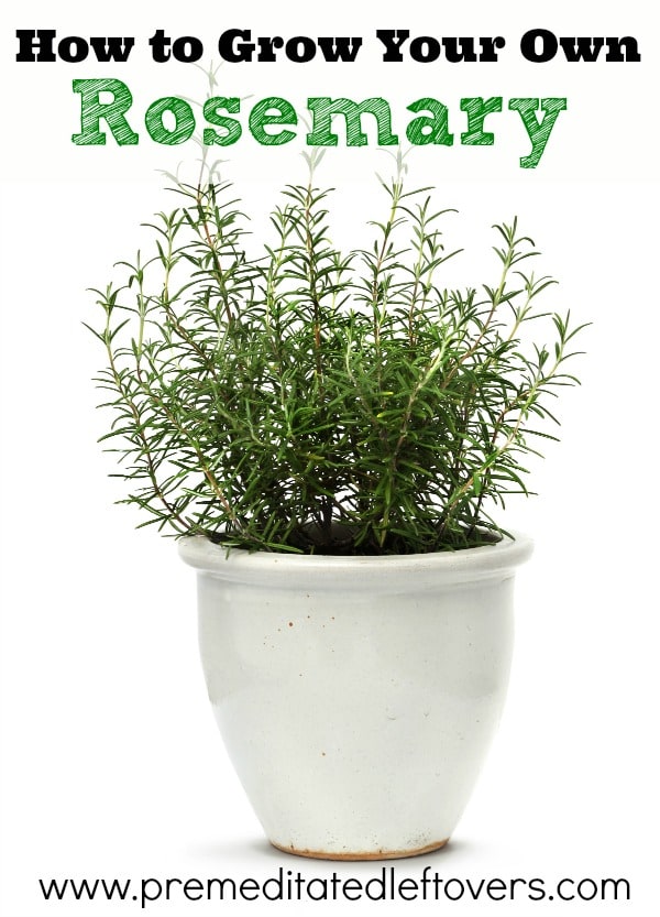 How to Grow and Care for Rosemary