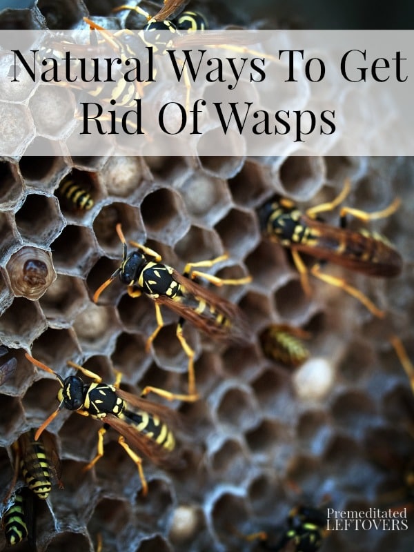 Natural Ways To Get Rid Of Wasps - Here are some ways to deter wasps from making nests near your house without resorting to harmful chemicals.