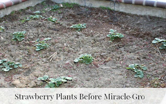 Strawberry plants not blossoming or producing berries before Miracle-Gro LiquaFeed