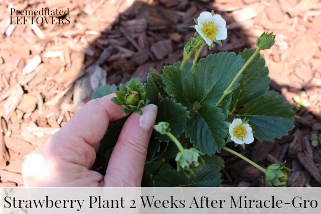 Strawberry Plant 2 Weeks after Miracle-Gro Application - How to get strawberries to blossom