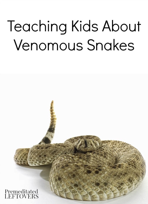 Teaching Kids About Venomous Snakes - Here are some tips for teaching your kids how to recognize venomous snakes and what to do if they encounter one.