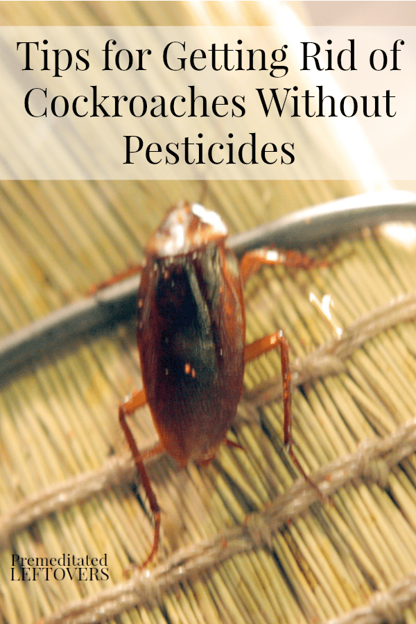 Tips for Getting Rid of Cockroaches Without Pesticides, including homemade roach bait, natural roach repellents, and cleaning tips.