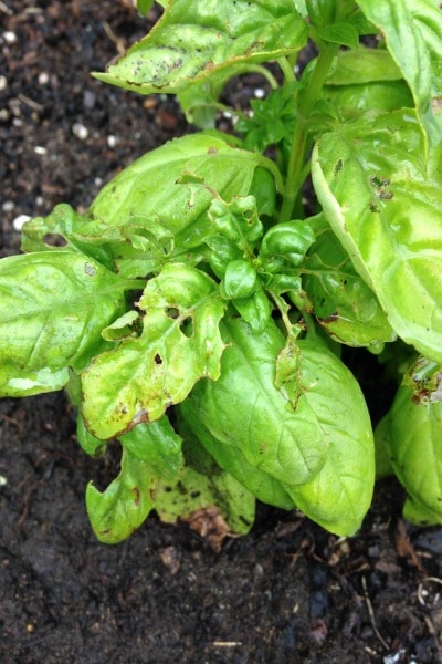 Earwigs Eating Plant