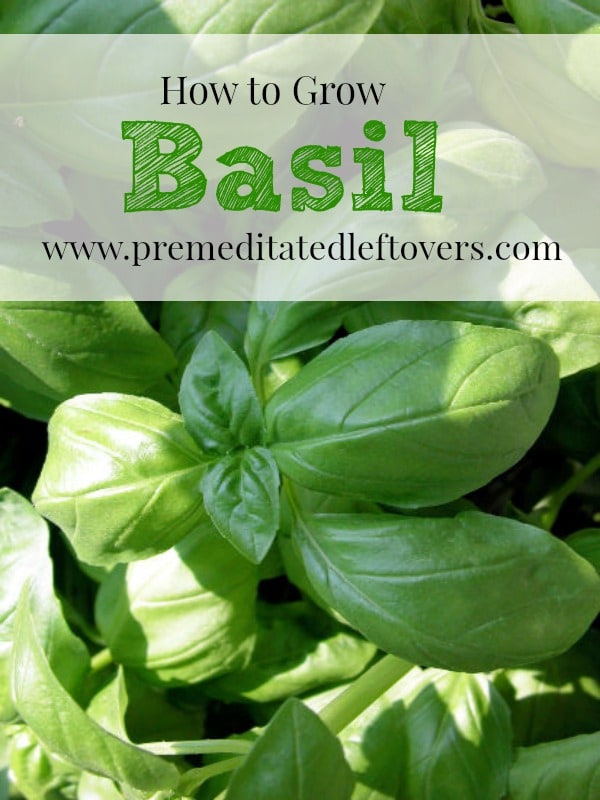 How to Grow Basil, including how to plant basil seedlings, how to grow basil in containers, how to care for basil seedlings, and how to harvest basil.