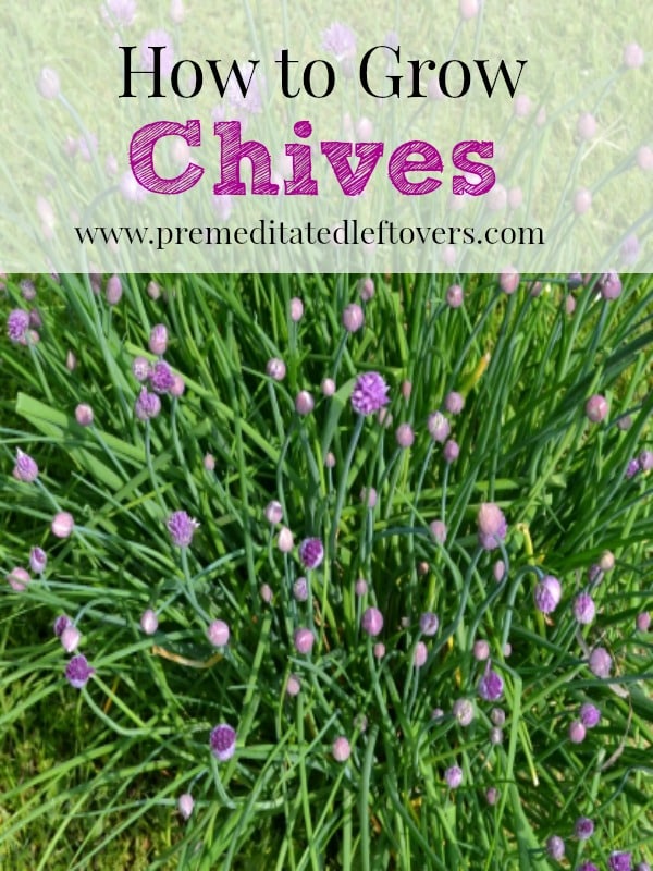 How to Grow Chives, including how to plant your chive seedlings, how to plant chives in pots, how to care for chive seedlings, and how to harvest chives.