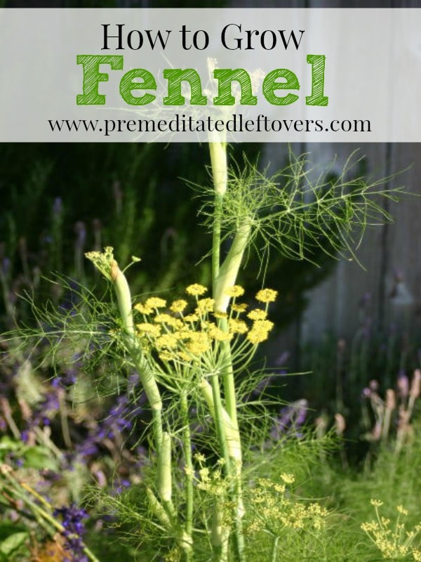 How to Grow Fennel in your garden including how to plant fennel, how to plant fennel in pots, how to care for fennel seedlings, and how to harvest fennel.