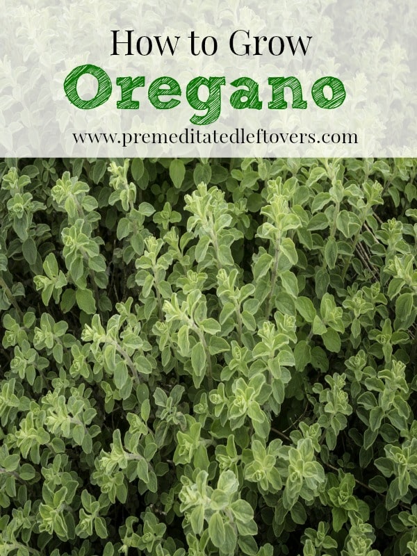 How to Grow Oregano, including how to plant oregano seeds, how to plant oregano in pots, how to care for oregano seedlings, and how to harvest oregano.