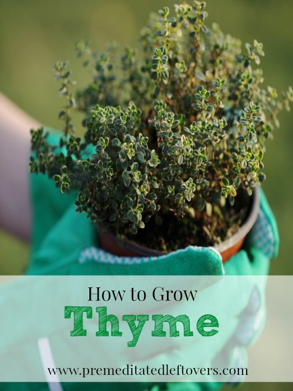 How to Grow Thyme, including how to plant thyme seedlings, how to plant thyme seedlings in pots, how to care for thyme seedlings, and how to harvest thyme.