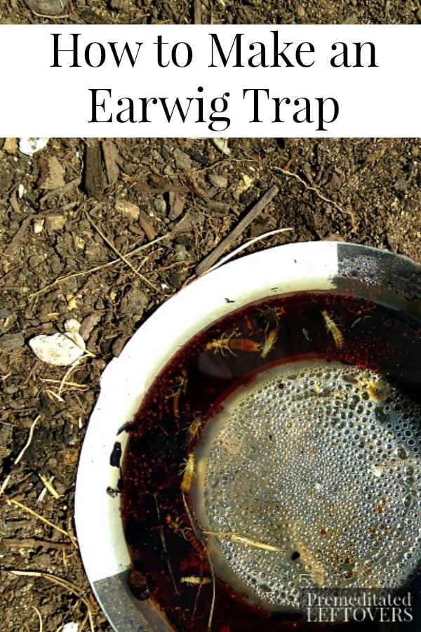 How to Make a Homemade Earwig Trap - Tutorial for a quick and easy homemade earwig trap made with oil and soy sauce to protect your garden.