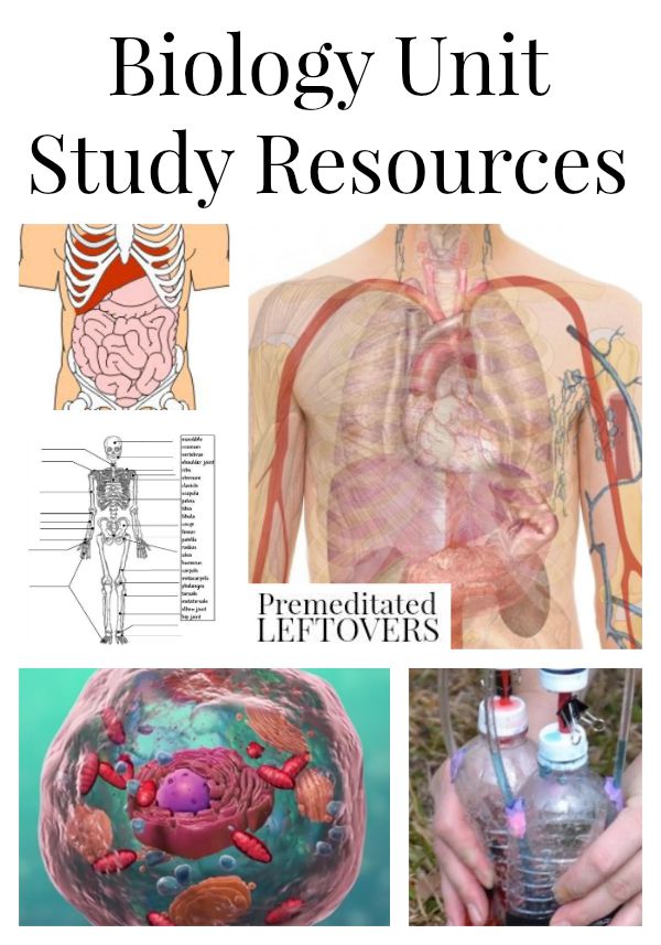 Biology Unit Study Resources including fun human biology lesson plans, body systems simulation projects, biology worksheets and biology videos and clips.