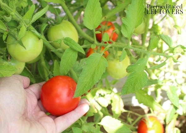 Increasing tomatoes in garden with liquid fertilizer