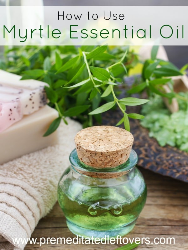 How to Use Myrtle Essential Oil- Myrtle essential oil smells amazing and can help with common health and beauty issues. Learn more with these helpful tips.