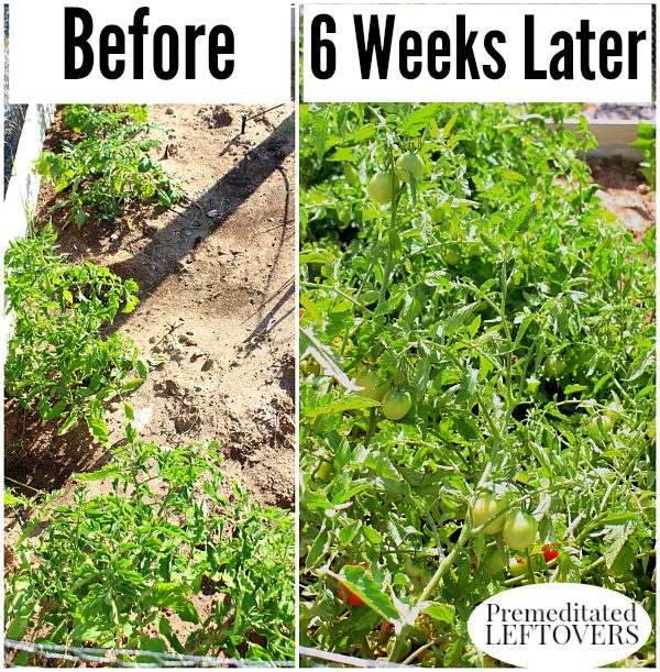 Tomato Growth after 3 applications of Miracle-Gro LiquidFeed Tomato, Vegetable, and Fruit Plant Food