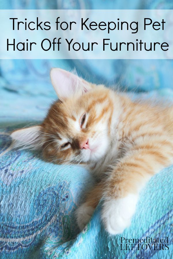 Tricks for Keeping Pet Hair Off Furniture - Whether you have allergies or just want to keep your furniture looking nice, these tips are for you!