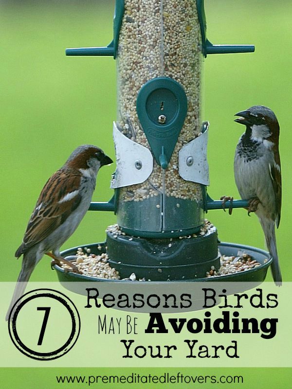 7 Reasons to Think Twice Before Getting a Bird Feeder