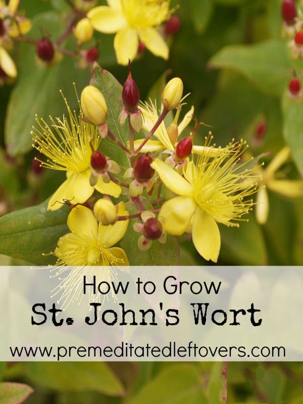 How to Grow St. John's Wort- St. John's Wort is commonly used for herbal remedies and has beautiful blooms. Growing your own is easy with these useful tips.
