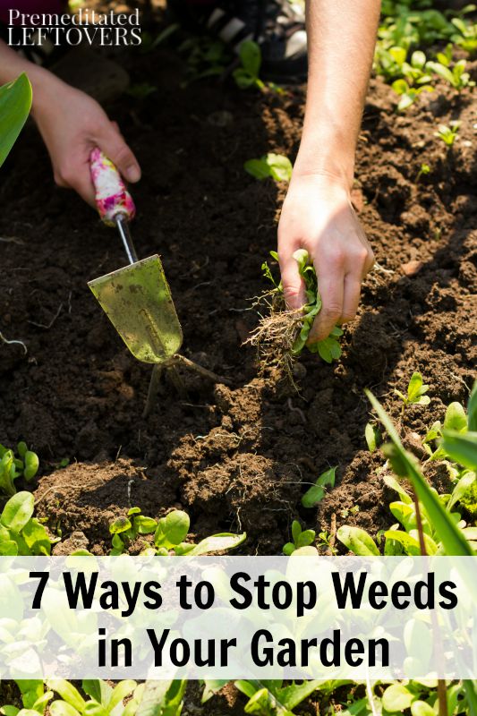 7 Ways to Stop Weeds in Your Garden- With these tips you can reduce your time spent weeding, skip the harsh chemical treatments, and win the weed battle.
