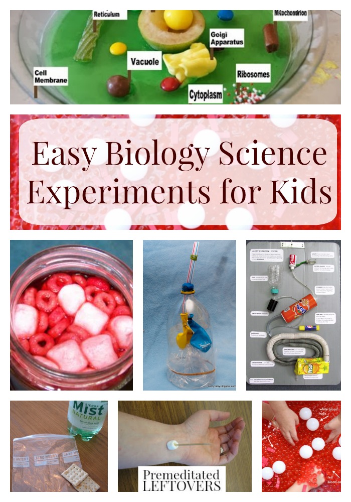 Easy Biology Experiments for Kids- Hands-on experiments are an exciting way to teach kids biology. These easy biology experiments will wow kids of all ages. 