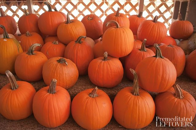 Northern Nevada Pumpkin Patches- Bring the kids out for family-friendly fun that includes corn mazes, hay rides, and more. Pick your favorite pumpkin, too!