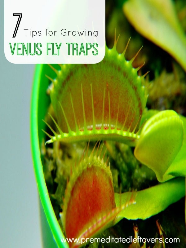 7 Tips for Growing Venus Flytraps- Despite being meat eaters, Venus flytraps are a gentle and easy plant to care for. These useful tips will show you how. 