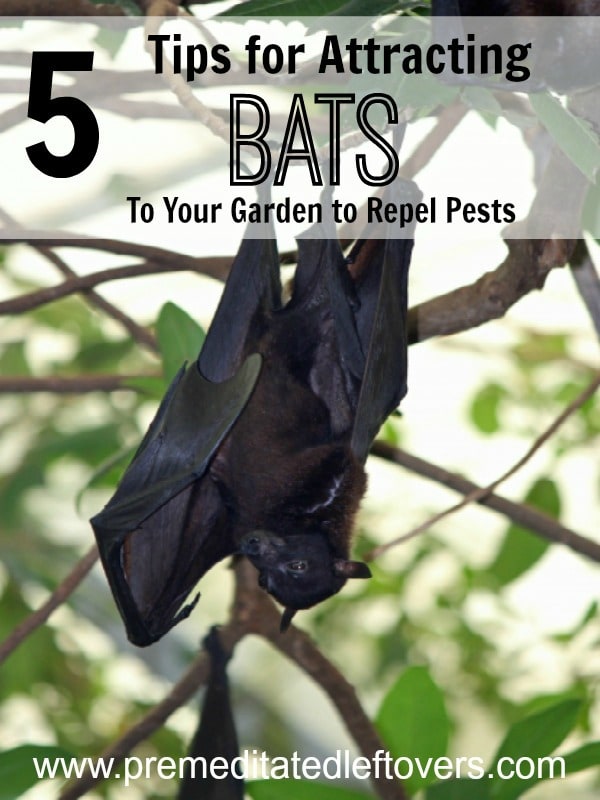 5 Tips for Attracting Bats to Your Garden- Bats can be beneficial in your garden because they feast on pesky insects. Here are 5 easy ways to attract them. 