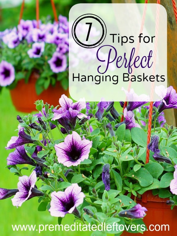 7 Tips for Creating Perfect Hanging Baskets- Ever drive by a house and admire their beautiful hanging flower baskets? Create your own with these handy tips!