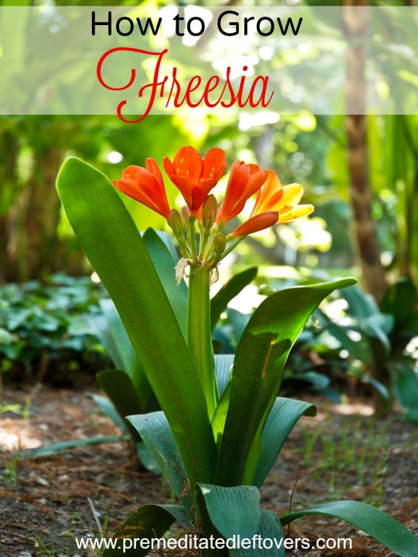 7 Tips for Growing Freesia- Freesia has a sweet smell and delicate trumpet blooms that come in many colors. It's easy to grow with these gardening tips.