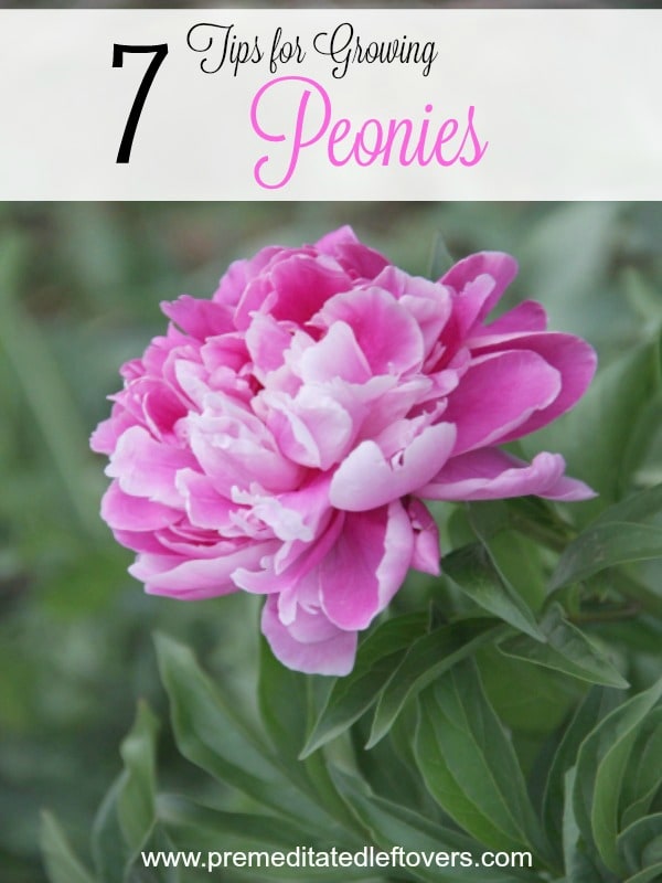 7 Tips for Growing Peonies- Peonies are a hardy perennial with gorgeous blooms. If you'd like to learn how to grow your own, follow these gardening tips.