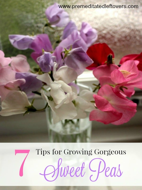 7 Tips for Growing Gorgeous Sweet Peas- Experience the sweet scent and beauty of sweet peas year after year. These helpful gardening tips will show you how.
