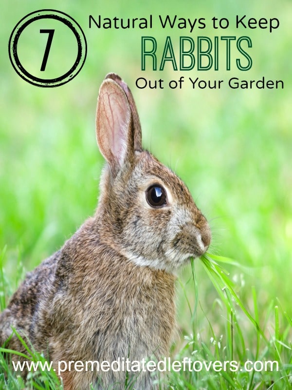 7 Natural Ways to Repel Rabbits from Your Garden- Keep rabbits out of your garden without using chemicals or traps. These strategies are completely natural. 