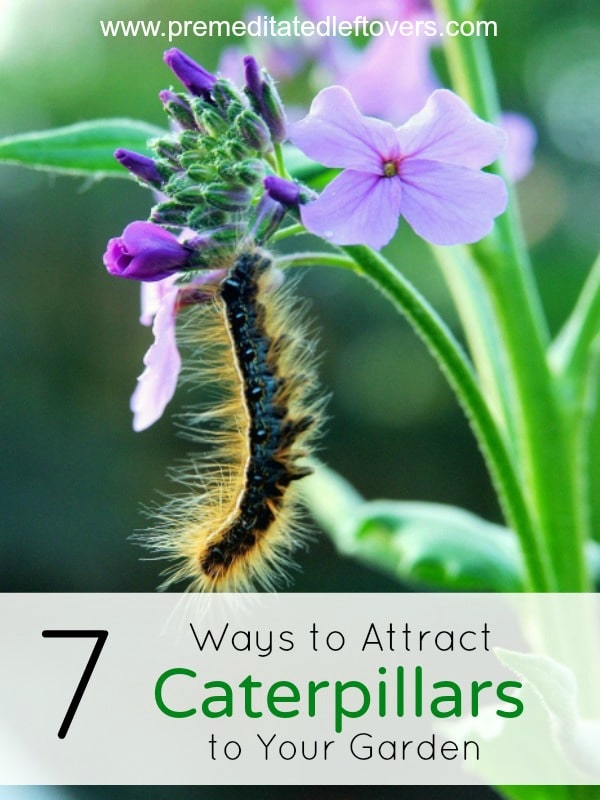 7 Ways to Attract Caterpillars to Your Garden- You can't enjoy butterflies without caterpillars! Lure caterpillars to your yard with these 7 helpful tips. 