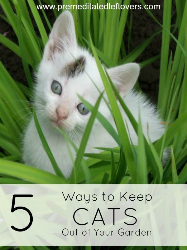 5 Ways to Keep Cats Out of Your Garden- Cats can cause trouble in your garden in a number of ways. These safe and humane strategies will keep them out.