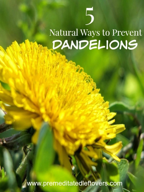 5 Natural Ways to Prevent Dandelions- Dandelions smother other plants and create unsightly weed patches in your yard. Remove them naturally with these tips.
