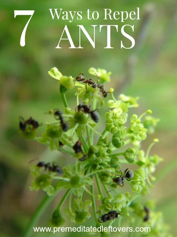 Tips for Repelling Ants- Are ants taking over your home or yard? Here are some easy ways to get rid of ants and keep them from returning!