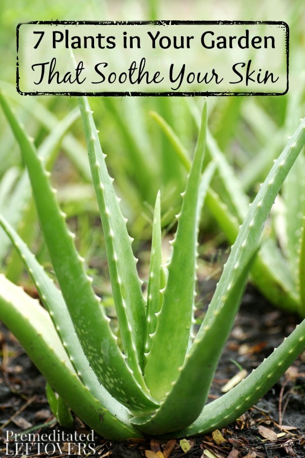 7 Plants in Your Garden That Soothe Your Skin- These 7 plants can naturally moisturize and calm your skin. They also add a unique look to your garden!