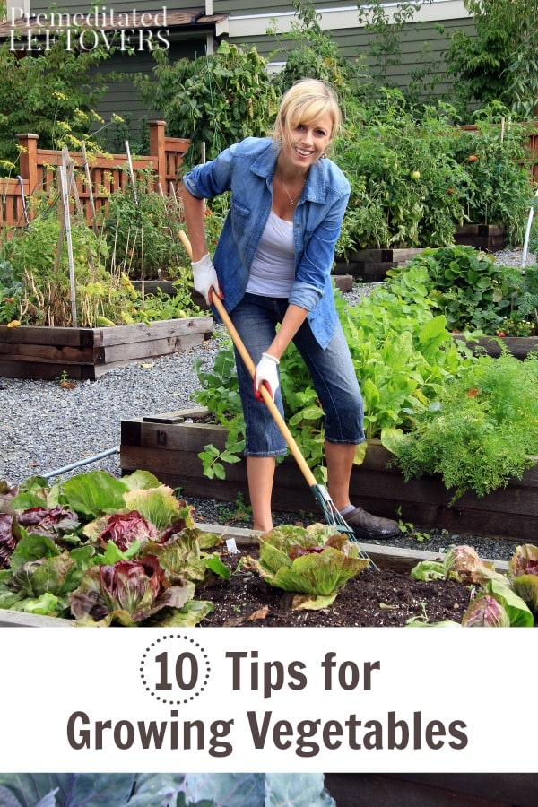 10 Tips for Growing Vegetables- You can grow and enjoy your own vegetables with a little planning and good maintenance. These tips will show you how!