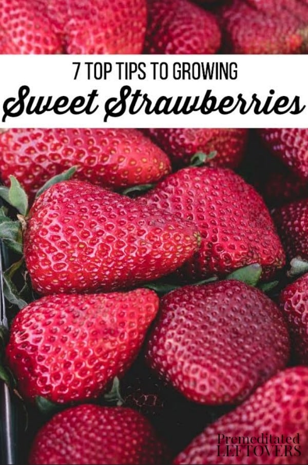 7 Tips for Growing Strawberries- These gardening tips will show you how to maintain healthy strawberry plants that produce high yields of berries.