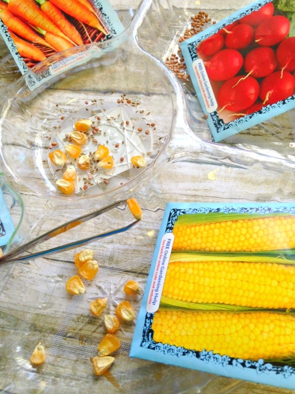 Seed Sorting Sensory Activity for Kids sorting seeds