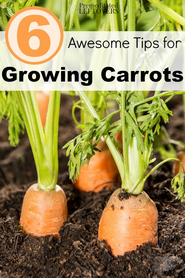 6 Awesome Tips for Growing Carrots- Growing carrots is pretty easy if you know what to do. These gardening tips will help you grow a great crop of your own!